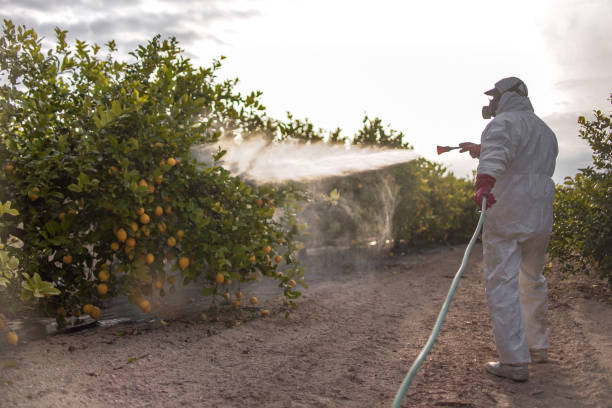 Wasp Removal Services in Lolo, MT