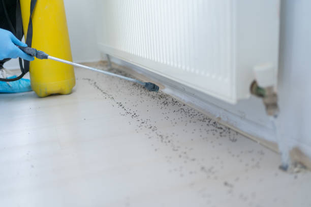 Best Termite Control Services  in Lolo, MT
